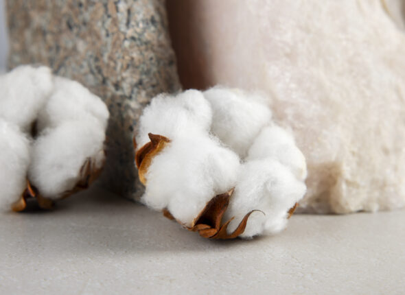 cotton-plants-still-life